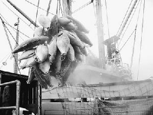 中國漁業協會遠洋分會