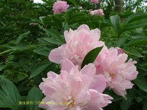 太平鎮[鄒城市]