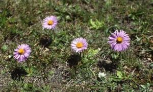 沼生星舌紫菀 沼生星舌紫菀