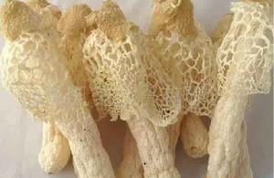 絲壺菌綱 絲壺菌綱