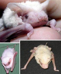 澳大利亞starshine