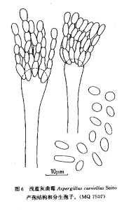 淺藍灰麴黴 淺藍灰麴黴