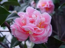 粉十樣景 粉十樣景