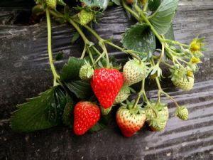 微生物防蟲 微生物防蟲