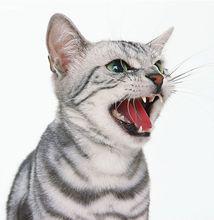 貓眼[貓的眼睛]