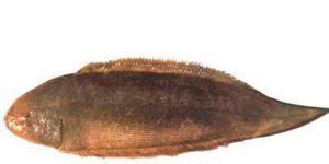 三線石斑魚 三線石斑魚