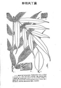 優美鳳丫蕨 優美鳳丫蕨