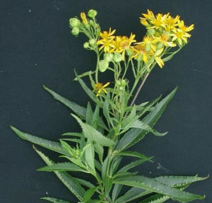 琥珀千里光 琥珀千里光