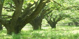 碭山酥梨種質資源省級自然保護區 碭山酥梨種質資源省級自然保護區