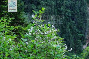 山梅花屬 山梅花屬
