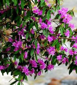 毛柄杜鵑 毛柄杜鵑