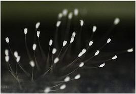 文優曇波羅 文優曇波羅