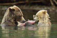 加拿大熊媽媽教幼崽捕魚