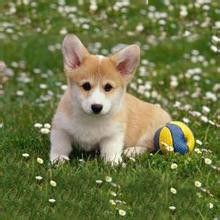 瑞典柯基犬 瑞典柯基犬