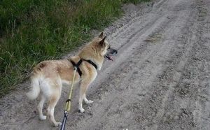 西西伯利亞萊卡犬