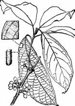 思茅黃肉楠 思茅黃肉楠