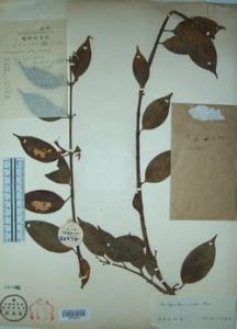 狹花芒毛苣苔 狹花芒毛苣苔