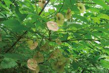 太白金錢槭（變種）