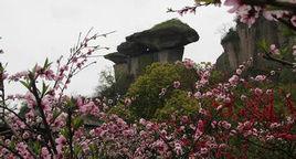 吼山桃花節 吼山桃花節