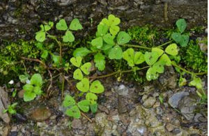 褐斑苜蓿 褐斑苜蓿