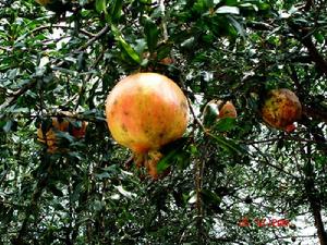 三達地村石榴種植