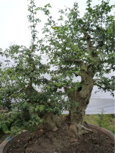 荊州市荊州盆景園