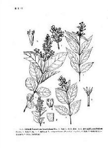 長筒女貞 長筒女貞