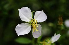 白花鹿草 白花鹿草