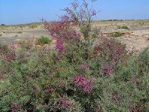 沙漠之花——紅柳