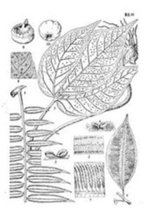 星孢子綱 星孢子綱