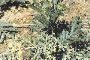 叢生釘柱委陵菜