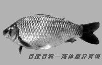 高體型異育銀鯽 高體型異育銀鯽