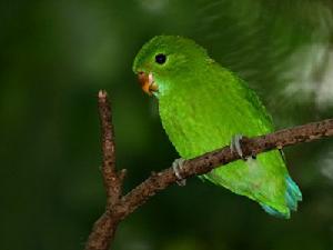 棉蘭老島扇尾鸚哥