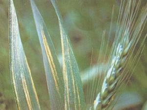 （圖）小麥鏽病