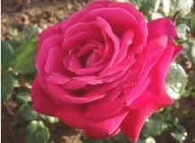 玫瑰花