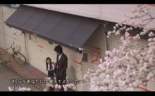 櫻花櫻花，想見你MV