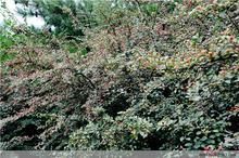 長柱沙參 長柱沙參