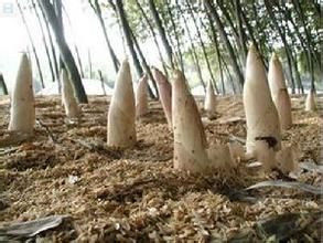 清城竹筍 清城竹筍