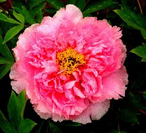 銀紅巧對 銀紅巧對