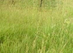 武功山飄拂草 武功山飄拂草