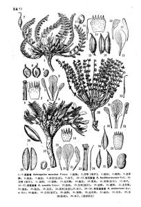 無莖黃耆 無莖黃耆