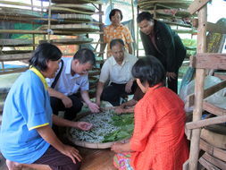 熱帶系蠶品種 熱帶系蠶品種