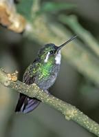 白喉寶石蜂鳥 白喉寶石蜂鳥