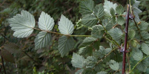 毛葉插田泡 毛葉插田泡