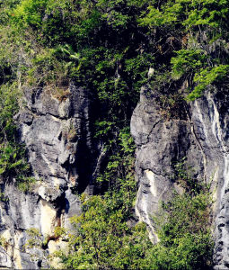 十萬大山國家森林公園 十萬大山國家森林公園