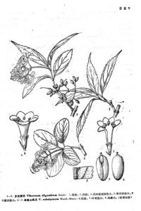 橫脈莢蒾 橫脈莢蒾