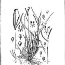 蒭雷草亞族 蒭雷草亞族