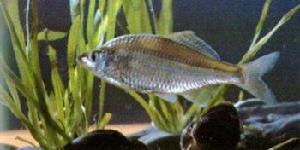 多鱗刺鰟鮍 多鱗刺鰟鮍