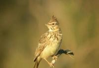 里根巴赫鳳頭百靈