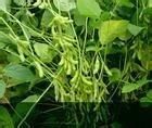 豫豆22號大豆 豫豆22號大豆